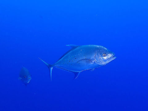 Island Jack/Yellow Spotted Trevally Silvery with elliptical yellow spots or blotches on sides, bluish fins, occasionally faint darkish bars on side.
 Carangoides orthogrammus,Fish,Island Trevally,Jack,Mexico,Socorro,Trevally,Yellow Spotted Trevally