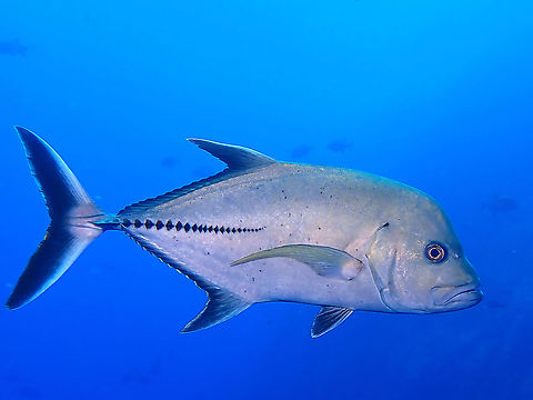 Black Jack - Caranx lugubri  Black Jack,Caranx lugubris,Fish,Jack,Mexico,Socorro,Trevally