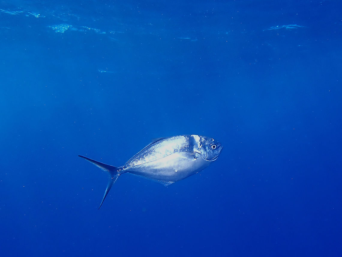 Cottonmouth Jack - Uraspis secunda  Cottonmouth Jack,Fish,Jack,Mexico,Socorro,Uraspis secunda