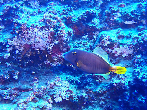 Yelloweye Filefish - Cantherhines dumerilii Brownish to gray to blue-grey; faint dark bars on rear body, yellow iris, 4 yellowish spines on tail base, black like marking above pectoral fin base. Cantherhines dumerilii,Filefish,Fish,Mexcio,Socorro
