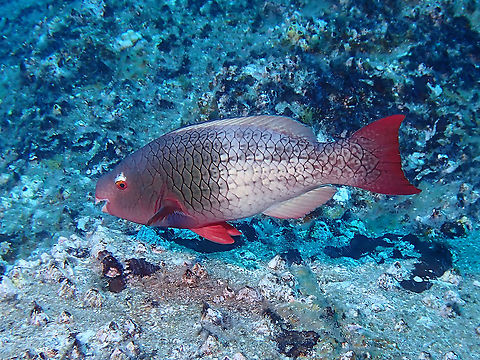 Redlip Parrotfish - Intermediate Phase  Ember Parrotfish,Fish,Mexico,Parrotfish,Redlip Parrotfish,Scarus rubroviolaceus,Socorro