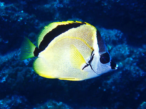 Blacknosed Butterflyfish - Johnrandallia nigrirostris The genus name was reclassified to Johnrandallia in 1974, with the genus named after marine biologist John E. Randall (previously, it was placed under the genus Chaetodon).  So far, only 1 species is classified under this genus.

In locations such as Socorro, Cocos Island and Galapagos this Blacknosed Butterflyfish/Barberfish serves as Cleaner fish, cleaning up parasites from Sharks that comes to them at certain part of the reef that are also known as Cleaning Stations. Barberfish,Blacknosed Butterflyfish,Fish,Johnrandallia nigrirostris,Mexico,Socorro
