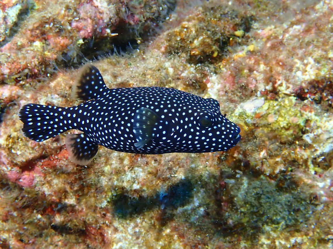 Guineafowl Puffer - Arothron meleagris  Arothron meleagris,Fish,Guineafowl Puffer,Mexico,Pufferfish,Socorro