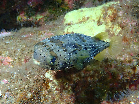 Porcupinefish - Diodon holocanthus  Diodon holocanthus,Fish,Longspined Porcupinefish,Mexico,Porcupinefish,Socorro