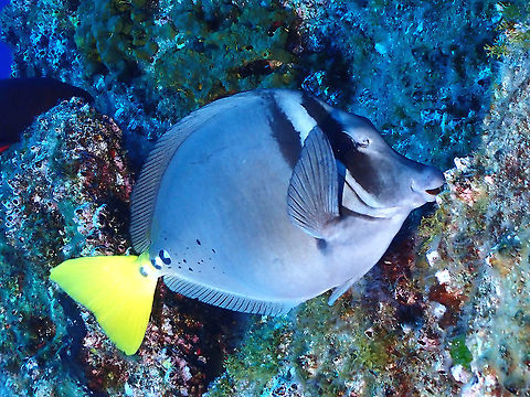 Razor Surgeonfish - Prionurus laticlavius  Fish,Mexico,Prionurus laticlavius,Razor Surgeonfish,Socorro,Surgeonfish