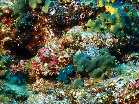 Find me Pacific Spotted Scorpionfish - Scorpaena mists - similar to all scorpionfish species, they can be very well camouflaged among the reef bottom. Fish,Mexico,Pacific Spotted Scorpionfish,Scorpaena mystes,Scorpionfish,Socorro,Spotted Scorpionfish