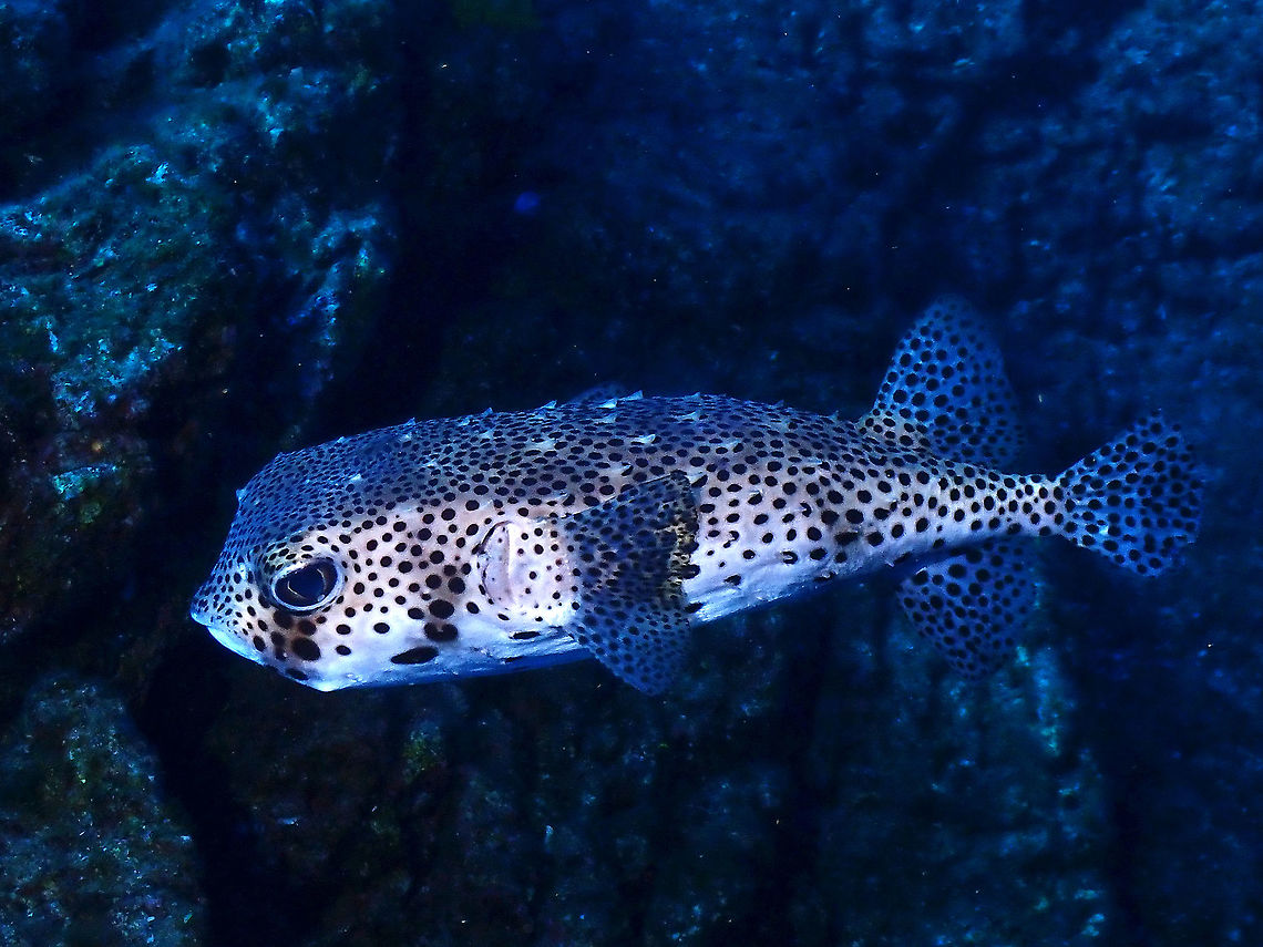 Spotted Burrfish -Chilomycterus reticulatus  Chilomycterus reticulatus,Fish,Mexico,Porcupinefish,Socorro,Spotfin Burrfish