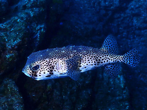 Spotted Burrfish -Chilomycterus reticulatus  Chilomycterus reticulatus,Fish,Mexico,Porcupinefish,Socorro,Spotfin Burrfish