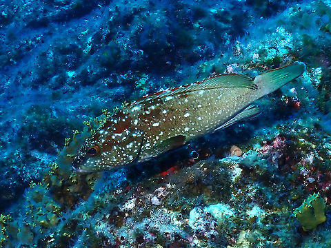 Starry Grouper - Epinephelus labriformis  Epinephelus labriformis,Fish,Grouper,Mexico,Socorro,Starry Grouper