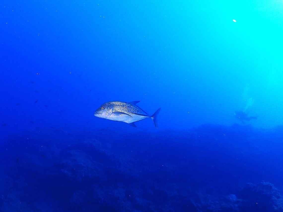 Bluefin Trevally -  Caranx melampygus  Bluefin Trevally,Caranx melampygus,Fish,Jack,Mexico,Socorro,Trevally