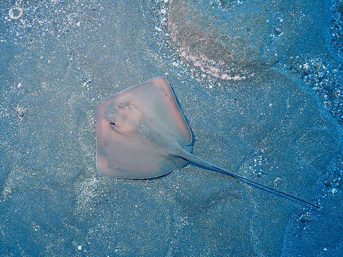 Longtail Stingray - Dasyatis longa  Dasyatis longa,Fish,Longtail stingray,Mexico,Socorro,Stingray