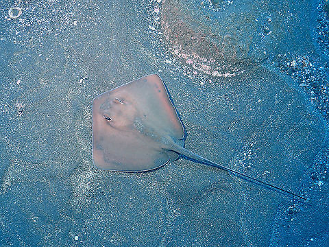 Longtail Stingray - Dasyatis longa  Dasyatis longa,Fish,Longtail stingray,Mexico,Socorro,Stingray