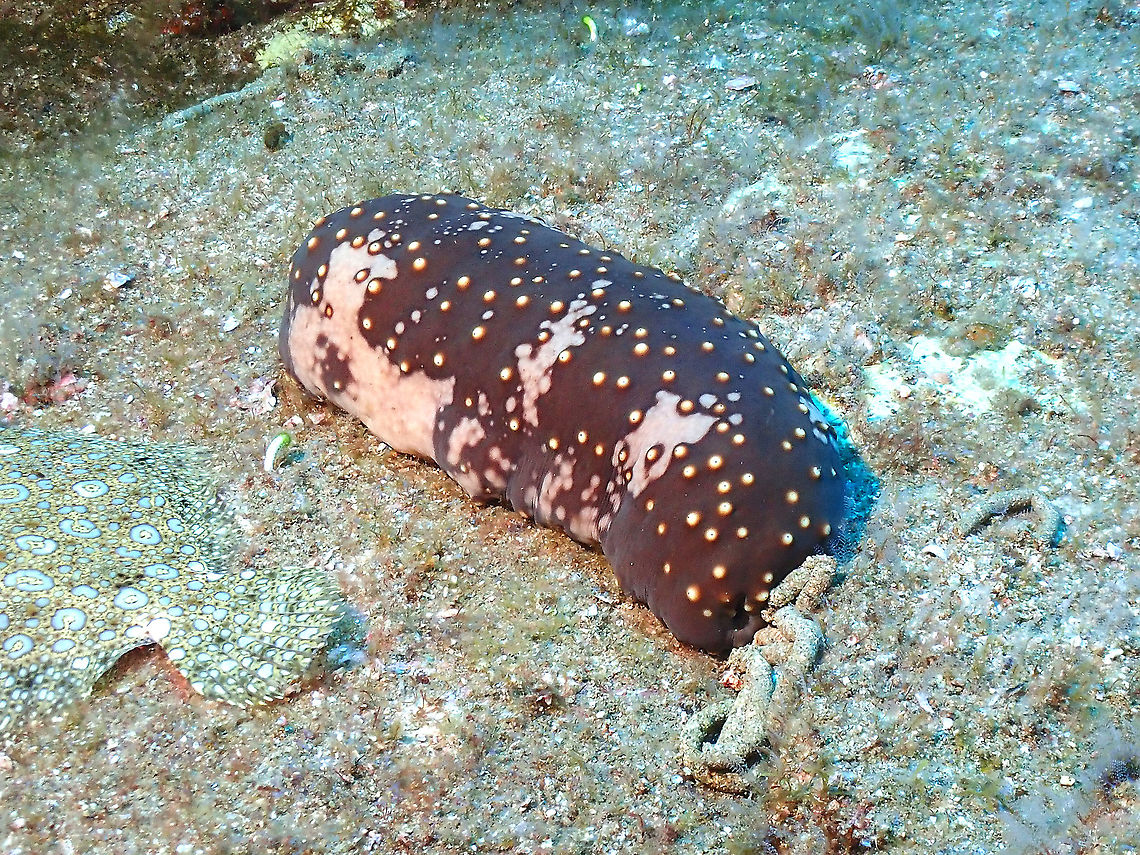 Sea Cucumber pooping  Brown Sea Cucumber,Isostichopus fuscus,Mexico,Sea Cucumber,Socorro