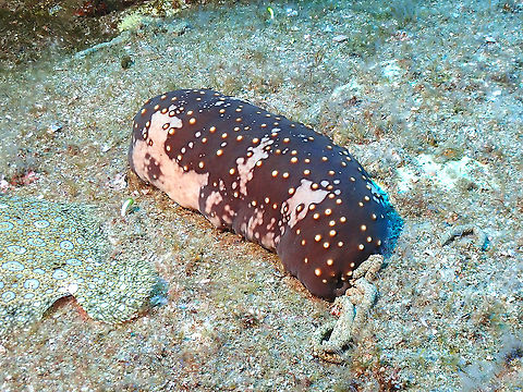 Sea Cucumber pooping Brown Sea Cucumber,Isostichopus fuscus,Mexico,Sea Cucumber,Socorro