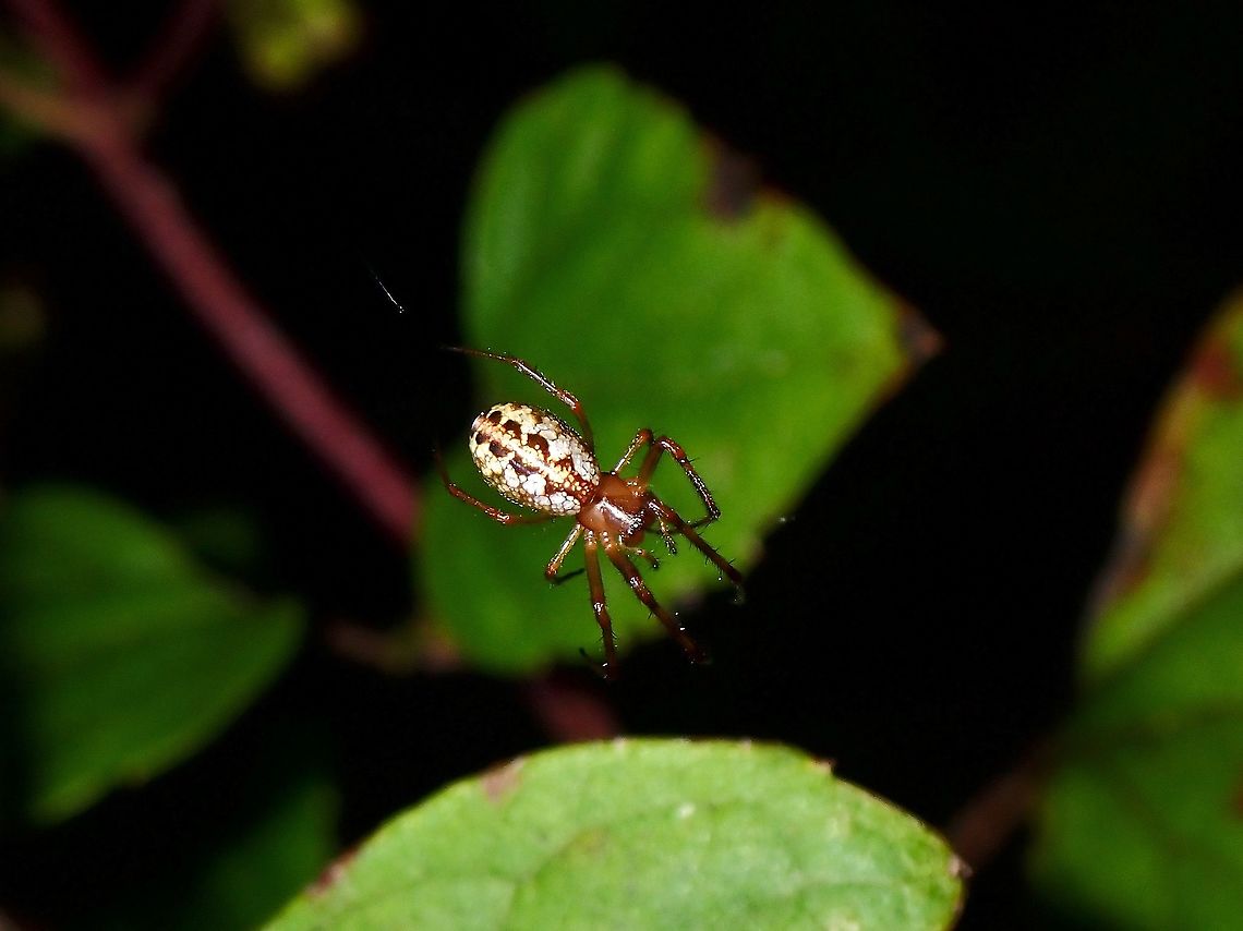 Spider Spider, seen near the top of a mountain at elevation of around 2,600 masl. Luzon,Philippines,Spider