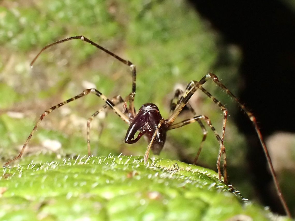 Spider Spider with long jaw, seen near the top of a mountain at elevation of around 2,600 masl. Luzon,Philippines,Spider