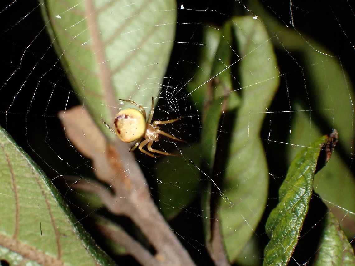 Yellow Spider Yellow Spider, seen near the top of a mountain at elevation of around 2,600 maslY. Araniella,Araniella sp,Luzon,Philippines,Spider