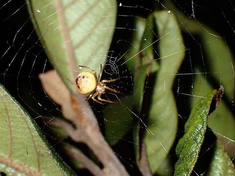 Yellow Spider Yellow Spider, seen near the top of a mountain at elevation of around 2,600 maslY. Araniella,Araniella sp,Luzon,Philippines,Spider