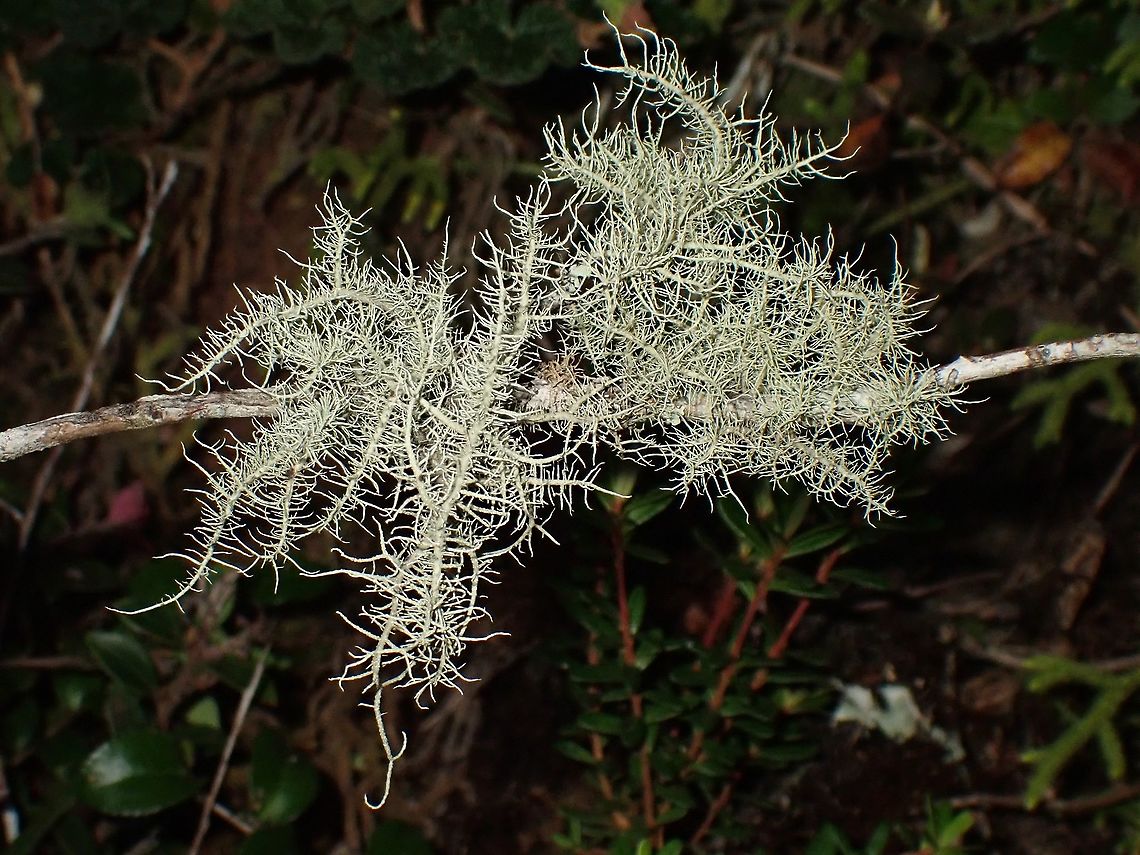 Lichen Lichen, seen near the top of a mountain at elevation of around 2,600 masl. Lichen,Luzon,Philippines