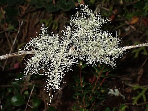 Lichen Lichen, seen near the top of a mountain at elevation of around 2,600 masl. Lichen,Luzon,Philippines