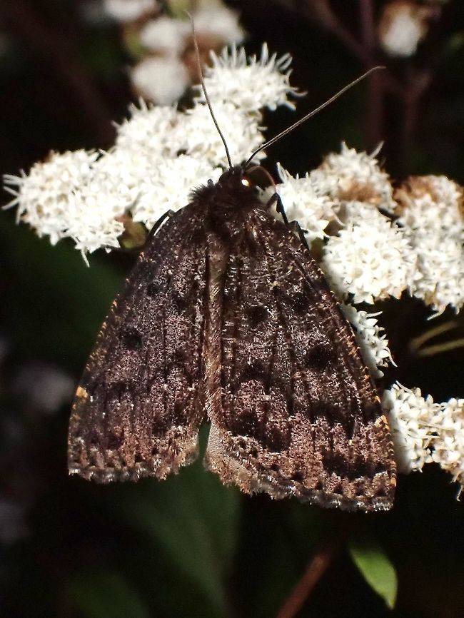 Moth Moth, seen near the top of a mountain at elevation of around 2,600 masl. Luzon,Moth,Philippines