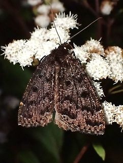 Moth Moth, seen near the top of a mountain at elevation of around 2,600 masl. Luzon,Moth,Philippines