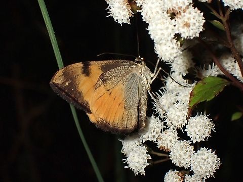 Moth Moth, seen near the top of a mountain at elevation of around 2,600 masl. Luzon,Moth,Philippines