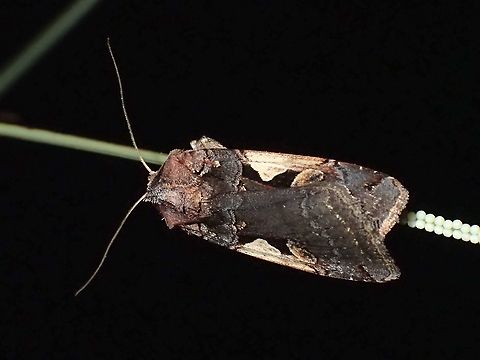 Moth Moth, seen near the top of a mountain at elevation of around 2,600 masl. Luzon,Moth,Philippines,Setaceous Hebrew Character,Xestia c-nigrum