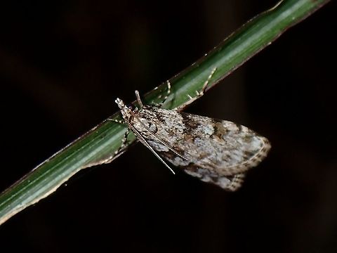 Moth Moth, seen near the top of a mountain at elevation of around 2,600 masl. Luzon,Moth,Philippines