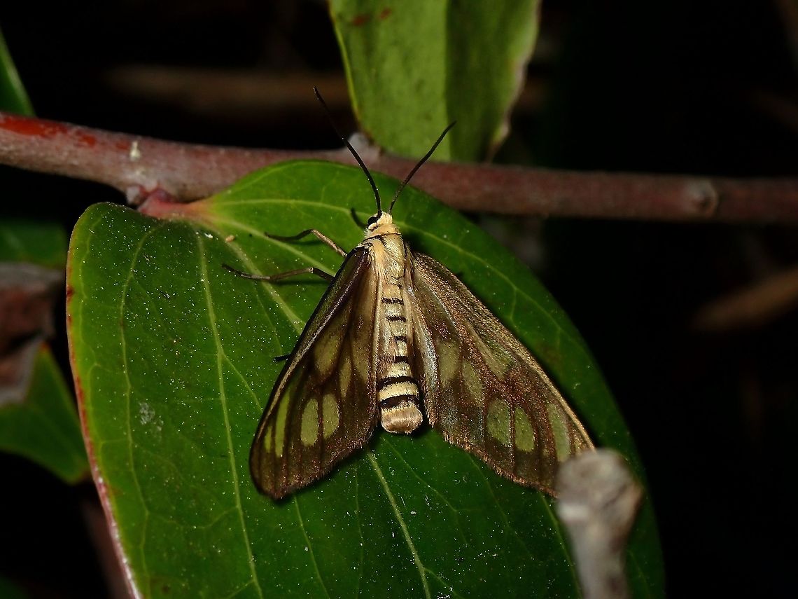 Moth Moth, seen near the top of a mountain at elevation of around 2,600 masl. Luzon,Moth,Philippines