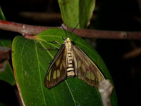 Moth Moth, seen near the top of a mountain at elevation of around 2,600 masl. Luzon,Moth,Philippines