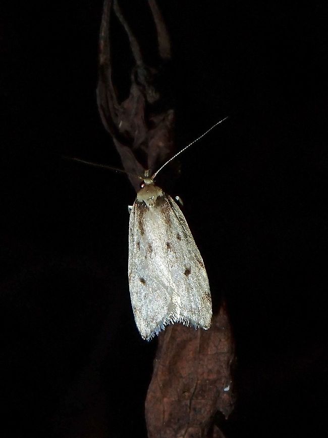 Moth Moth, seen near the top of a mountain at elevation of around 2,600 masl. Luzon,Moth,Philippines