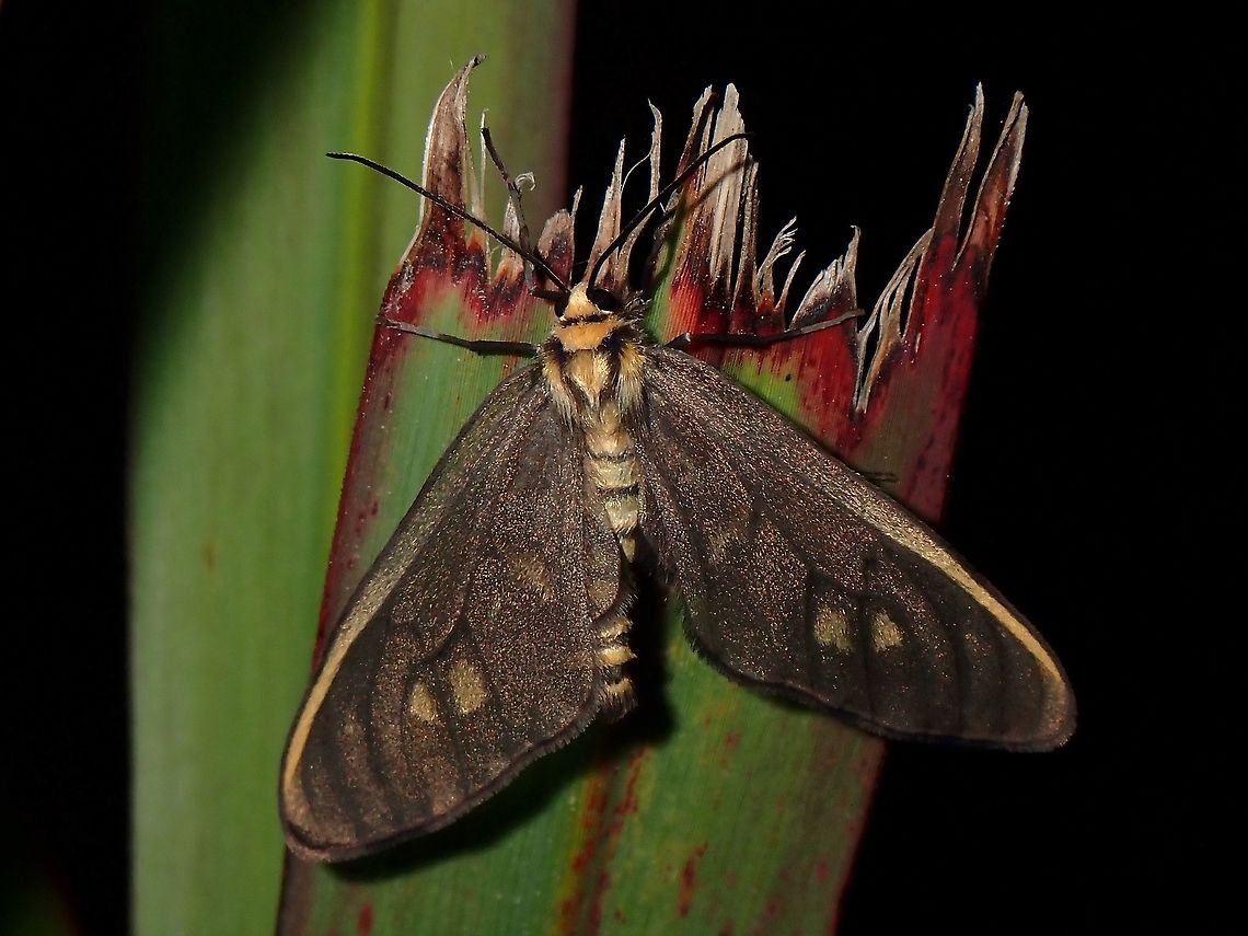 Moth Moth, seen near the top of a mountain at elevation of around 2,600 masl Luzon,Moth,Philippines