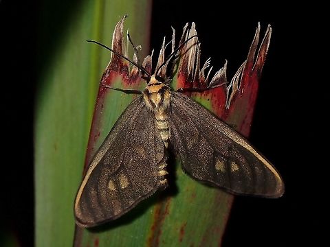 Moth Moth, seen near the top of a mountain at elevation of around 2,600 masl Luzon,Moth,Philippines