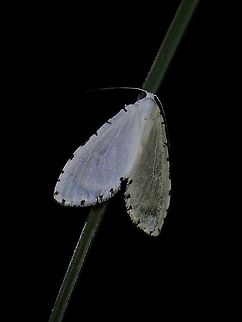Moth Moth, seen near the top of a mountain at elevation of around 2,600 masl. Luzon,Moth,Philippines
