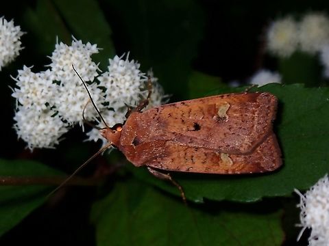 Moth - Diarsia sp. Moth, seen near the top of a mountain at elevation of around 2,600 masl. Diarsia,Diarsia sp,Luzon,Moth,Philippines