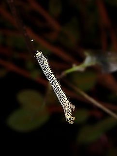 Hanging by a thread Caterpillar, seen near the top of a mountain at elevation of around 2,600 masl. Caterpillar,Luzon,Philippines