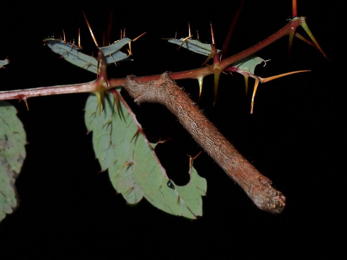 I'm a Twig Caterpillar, in resting posture like a twig.<br />
Seen near the top of a mountain at elevation of around 2,600 masl. Caterpillar,Luzon,Philippines