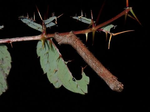 I'm a Twig Caterpillar, in resting posture like a twig.
Seen near the top of a mountain at elevation of around 2,600 masl. Caterpillar,Luzon,Philippines