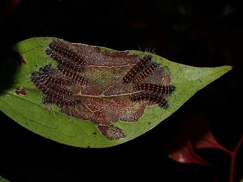 Cluster of feeding Caterpillars This cluster of Caterpillars seems to be feeding on the leaf but not eating the whole leaf but kind of 'extracting' out part of it.

Seen near the top of a mountain at elevation of around 2,600 masl. Caterpillar,Luzon,Philippines