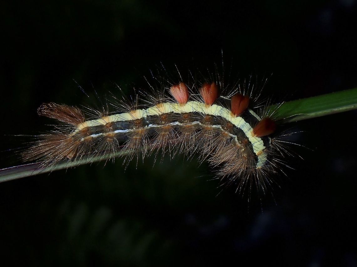 Caterpillar Caterpillar, seen near the top of a mountain at elevation of around 2,600 masl. Caterpillar,Luzon,Philippines