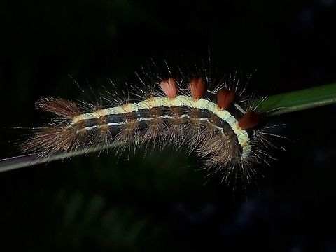 Caterpillar Caterpillar, seen near the top of a mountain at elevation of around 2,600 masl. Caterpillar,Luzon,Philippines