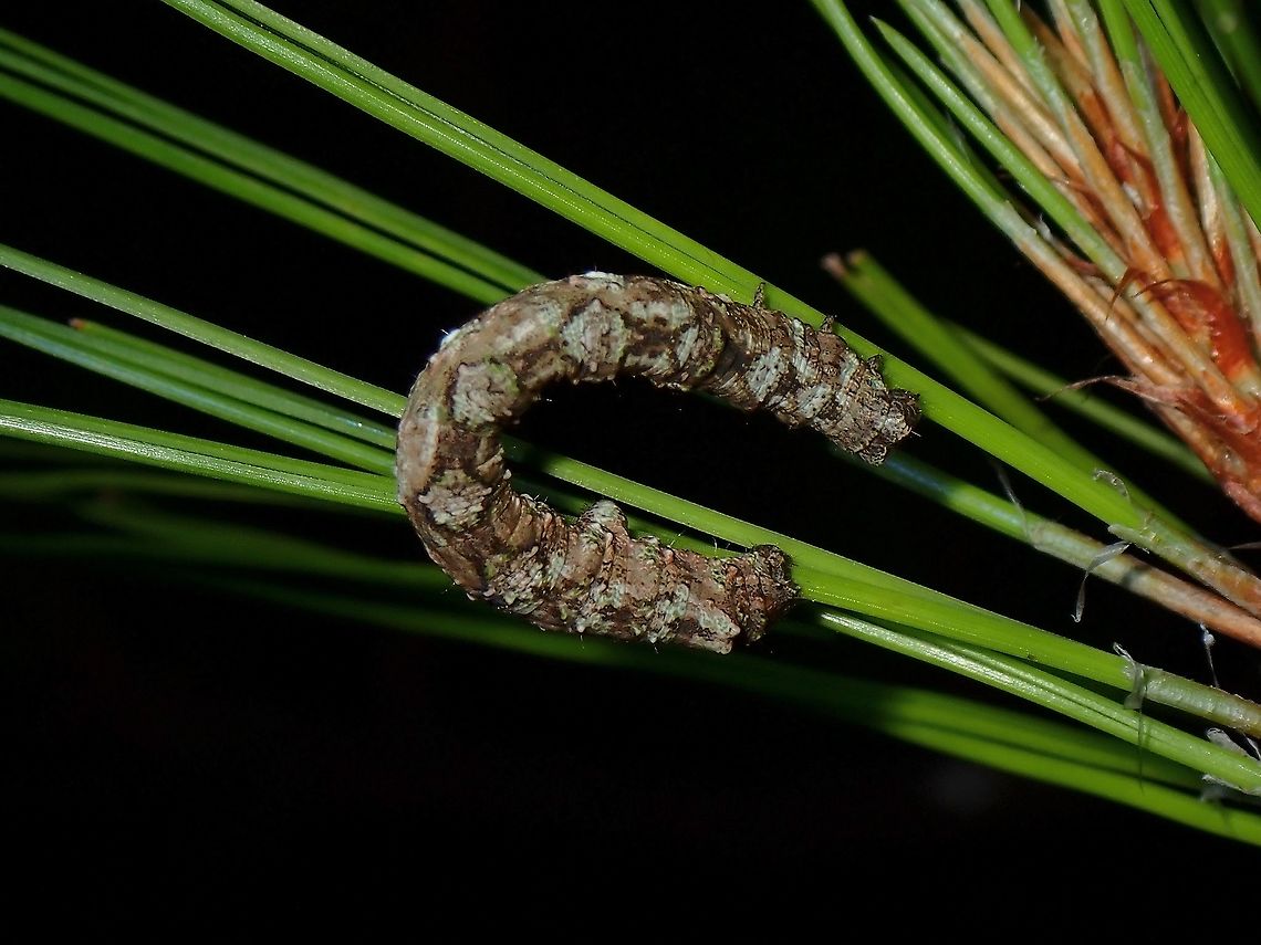 Caterpillar Caterpillar seen feeding on Pine needles.<br />
<br />
Seen near the top of a mountain at elevation of around 2,600 masl. Caterpillar,Luzon,Philippines