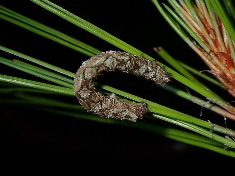 Caterpillar Caterpillar seen feeding on Pine needles.

Seen near the top of a mountain at elevation of around 2,600 masl. Caterpillar,Luzon,Philippines
