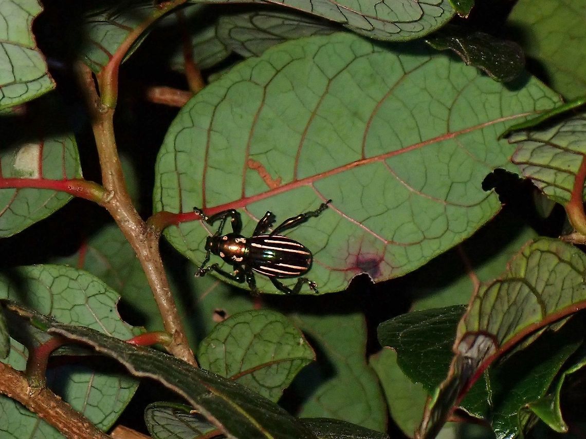 Pachyrhynchus pulchellus (Behrens, 1887) Weevil with pink stripes on its body.<br />
Seen near the top of a mountain at elevation of around 2,600 masl. Luzon,Pachyrhynchus pulchellus,Philippines,Weevil