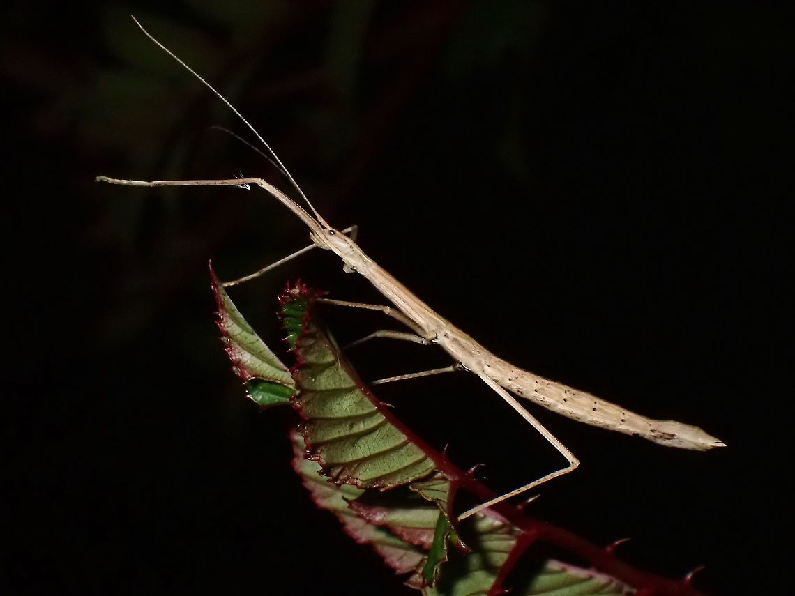 Stick Insect, Phasmid Female Phasmid from family Lonchodidae, sub-family Necrosciinae<br />
Seen near the top of a mountain at elevation of around 2,600 masl. Lonchodidae,Luzon,Necrosciinae,Phasmid,Philippines,Stick Insect
