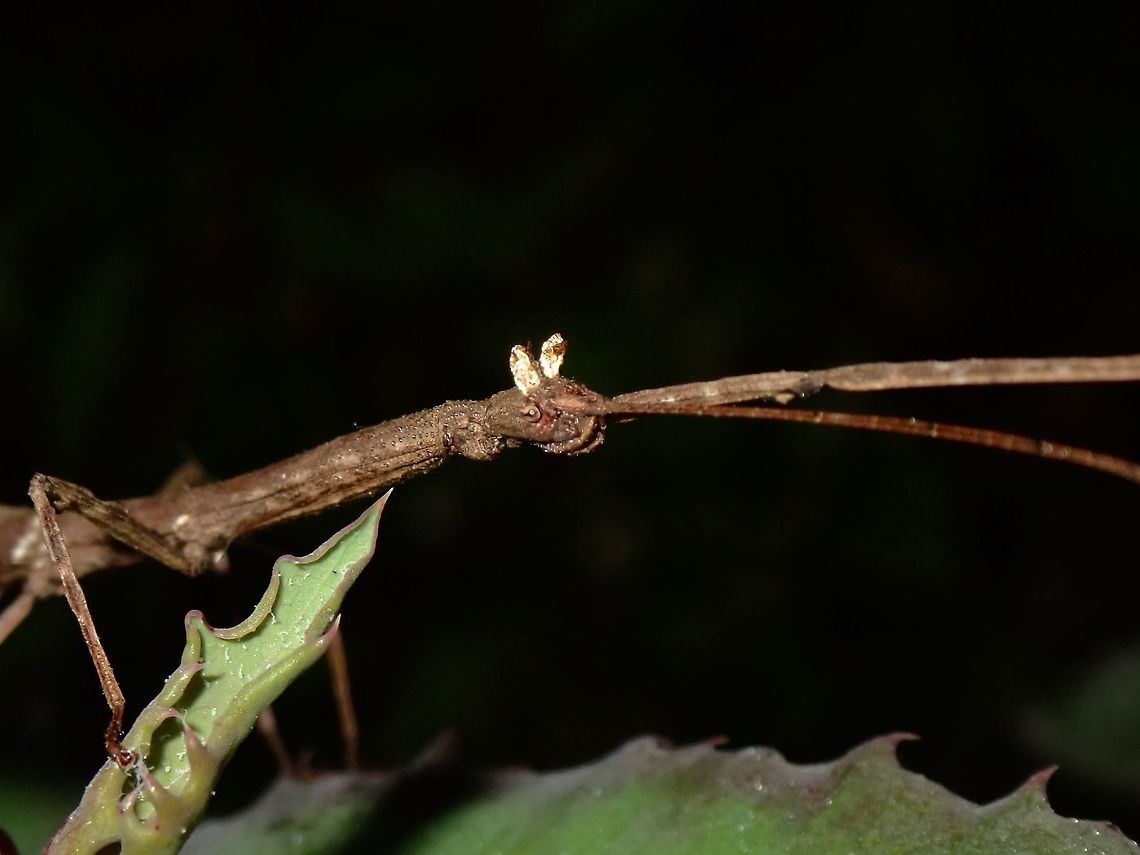 White Crowns This female Phasmid/Stick Insect has 2 white appendages on her head. Saw several of them of the same species, but only this particular one has the appendages in white colours, the rest were brown in colour.<br />
Seen near the top of a mountain at elevation of around 2,600 masl. Lonchodidae,Phasmid,Philippines,Stick Insect