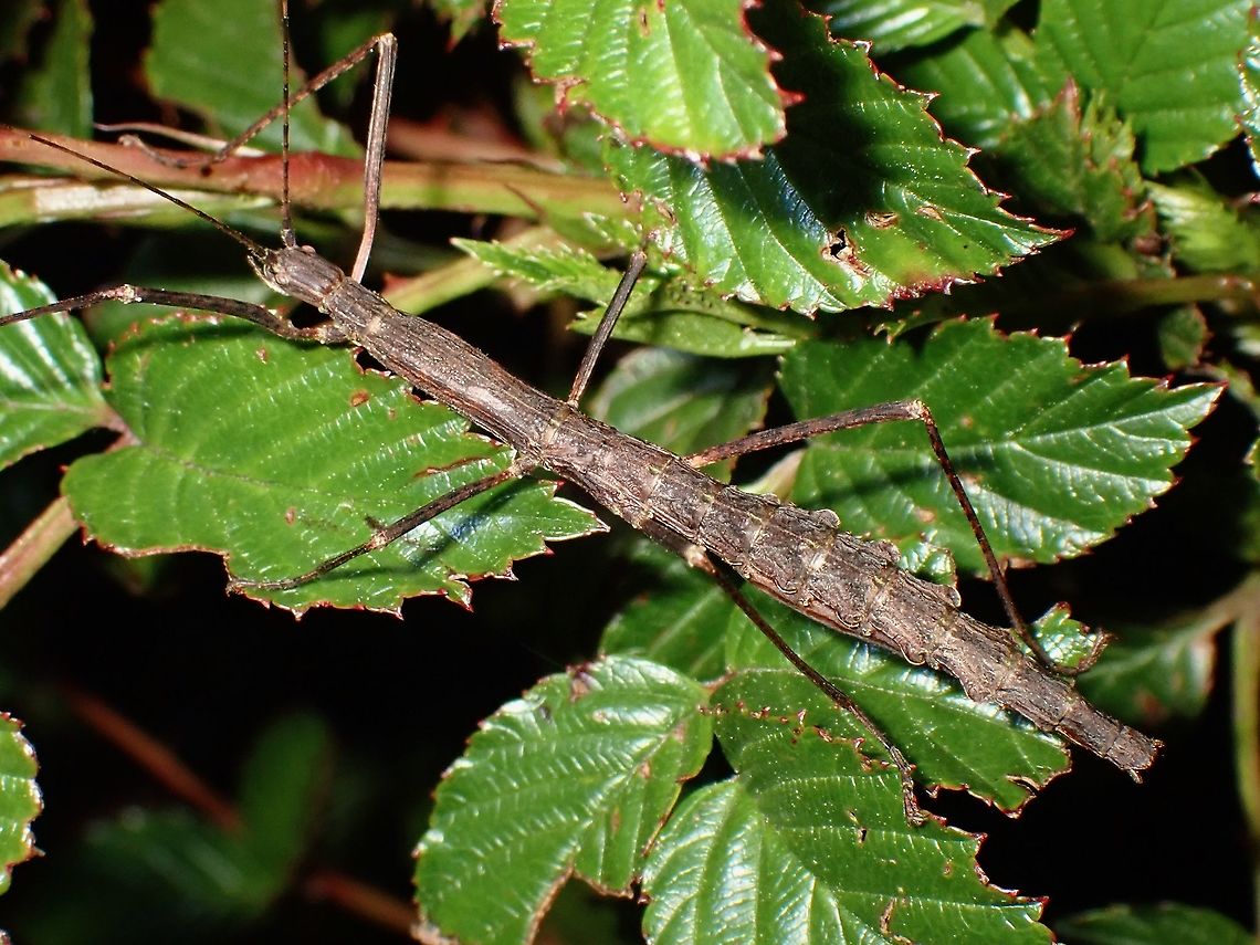 Stick Insect, Phasmid Female Phasmid, Stick Insect with lobes on both sides of her abdomen.<br />
Seen near the top of a mountain at elevation of around 2,600 masl. Lonchodidae,Phasmid,Philippines,Stick Insect