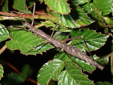 Stick Insect, Phasmid Female Phasmid, Stick Insect with lobes on both sides of her abdomen.
Seen near the top of a mountain at elevation of around 2,600 masl. Lonchodidae,Phasmid,Philippines,Stick Insect