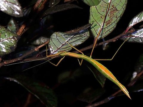 Bursting Female Phasmid/Stick Insect heavily bloated with eggs with nice colours.
Saw several of them during the same night but this one was the only one with quite a lot of orange colour on her, the rest were mostly green with a thin line of orange on the side of their body.
Seen near the top of a mountain at elevation of around 2,600 masl. Lonchodidae,Luzon,Phasmid,Philippines,Stick Insect